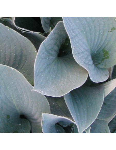 Hosta Halcyon Hosta Halcyon
