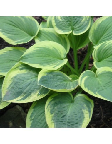 Hosta Wide brim