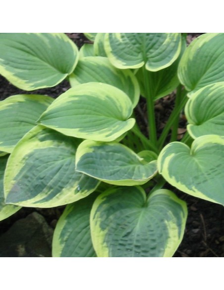 Hosta Wide brim