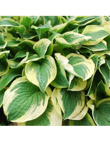 Hosta Wide brim