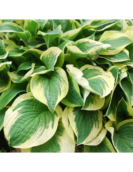 Hosta Wide brim