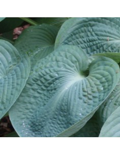 Hosta Blue umbrellas
