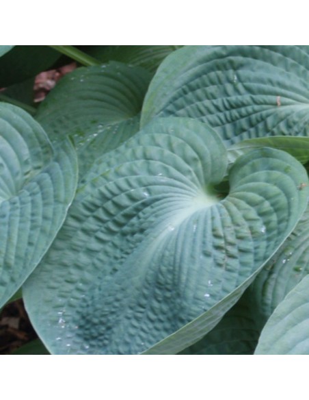 Hosta Blue umbrellas