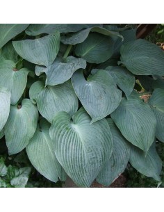 Hosta Blue umbrellas 2