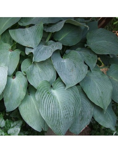 Hosta Blue umbrellas