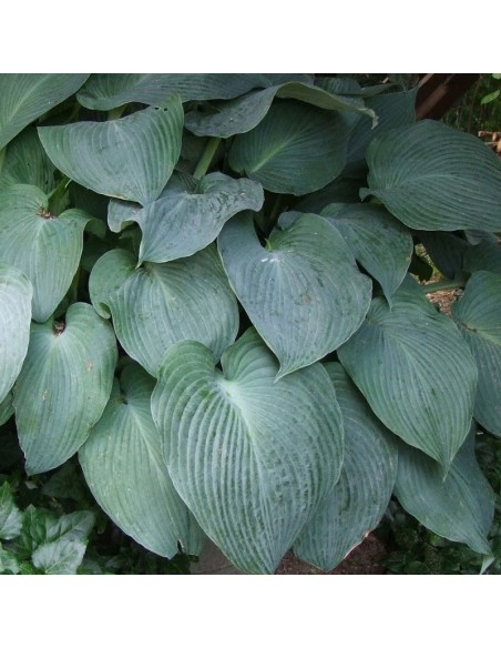Hosta Blue umbrellas