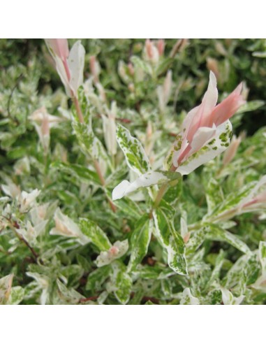 Saule crevette sur tige