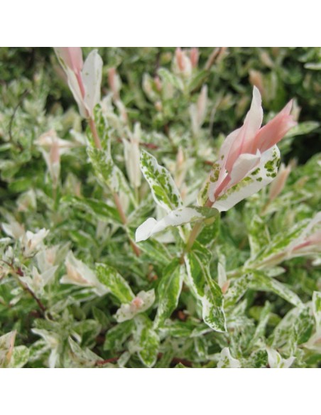 Saule crevette sur tige