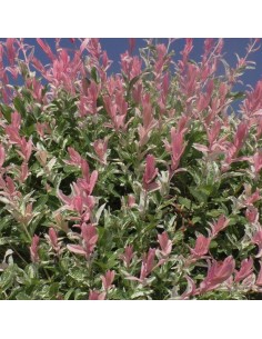 Saule crevette - Salix Integra Hakuro Nishiki 2