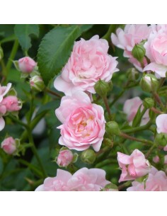 Rosier couvre sols the fairy