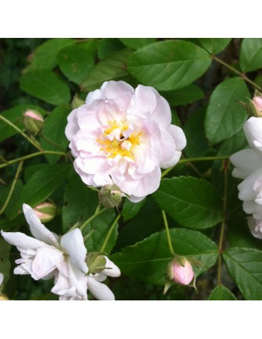 Rosier liane "Paul's Himalayan Musk"