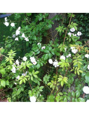 Rosier liane "Paul's Himalayan Musk"