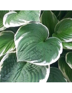 Hosta fortunei Francee 2