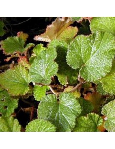 Ronce ornementale "Betty Ashbrurner"