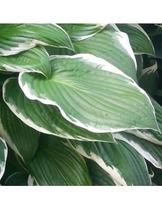 Hosta fortunei Francee