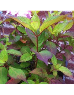 Hortensia serrata Preziosa 2