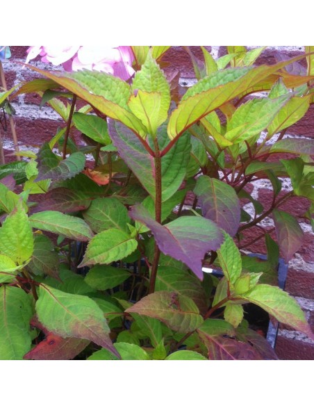 Hortensia serrata Preziosa