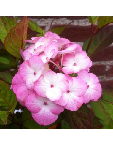 Hortensia serrata Preziosa