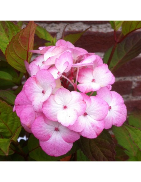 Hortensia serrata Preziosa