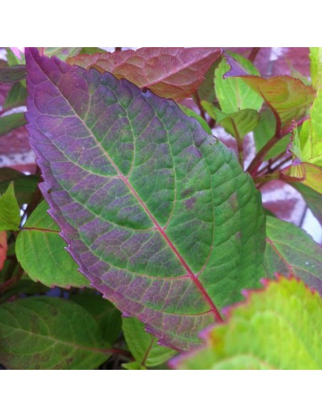 Hortensia serrata Preziosa