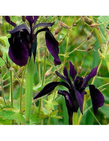 Iris chrysographes "Black form"