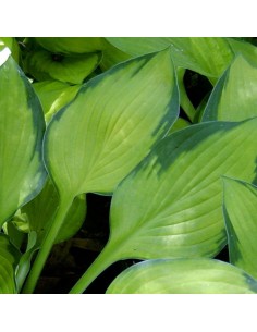 Hosta fortunei gold standard