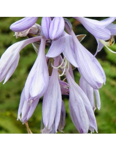 Hosta fortunei gold standard 2