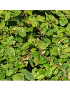 Charmille - Charme Commun - Carpinus Betulus 2