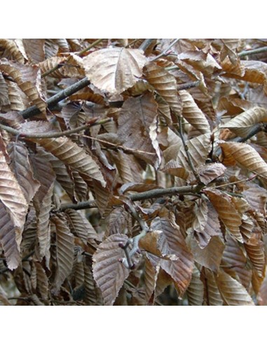 Charmille lot de 25 plants