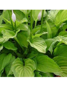 Hosta fortunei albopicta