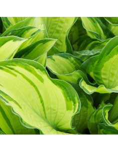 Hosta fortunei albopicta 2