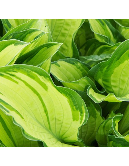 Hosta fortunei albopicta
