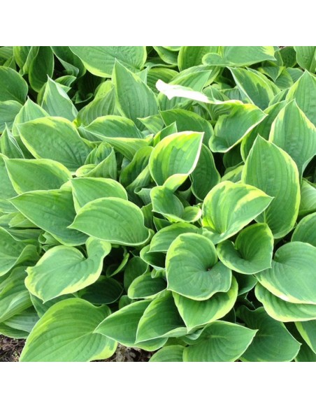 Hosta fortunei aureomarginata