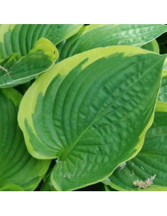 Hosta fortunei aureomarginata 2