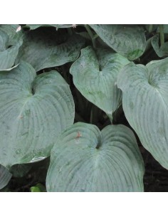 Hosta fortunei Obscura 2