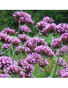 Verveine de Buenos Aires