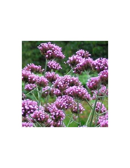 Verveine de Buenos Aires