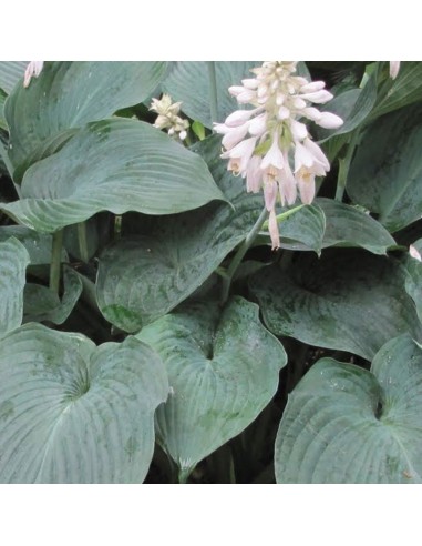 Hosta fortunei Obscura