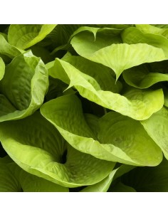 Hosta géant Sum and substance 2