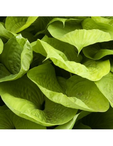 Hosta géant Sum and substance