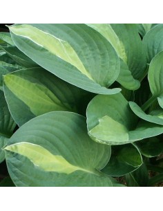 Hosta hybride Gypsy Rose 2