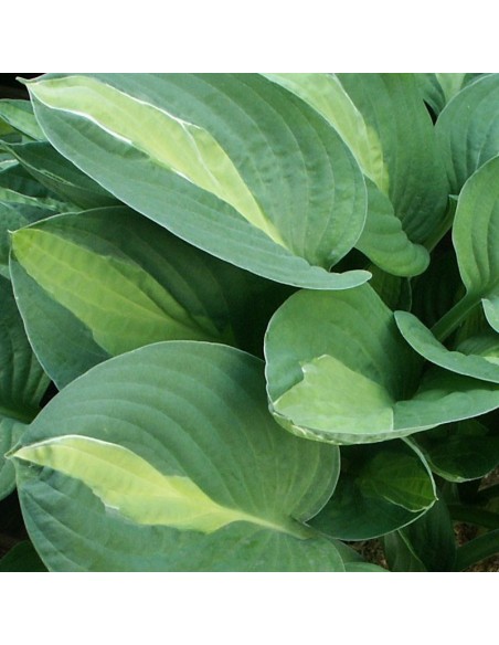 Hosta hybride "Gypsy Rose"