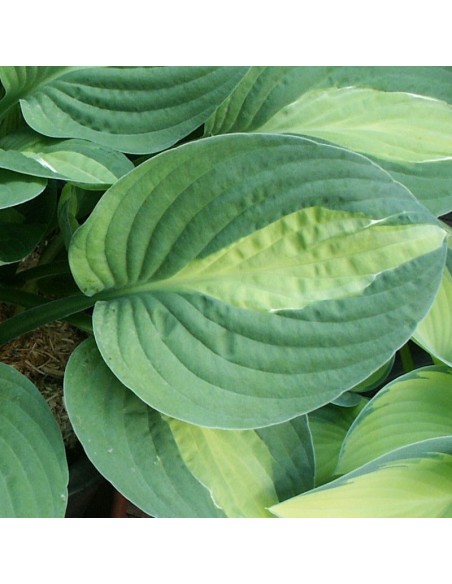 Hosta hybride Gypsy Rose