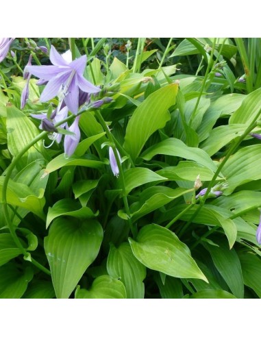 Hosta lancifolia