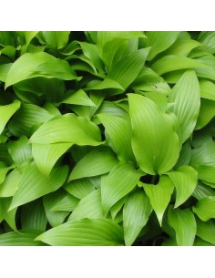 Hosta lancifolia 2