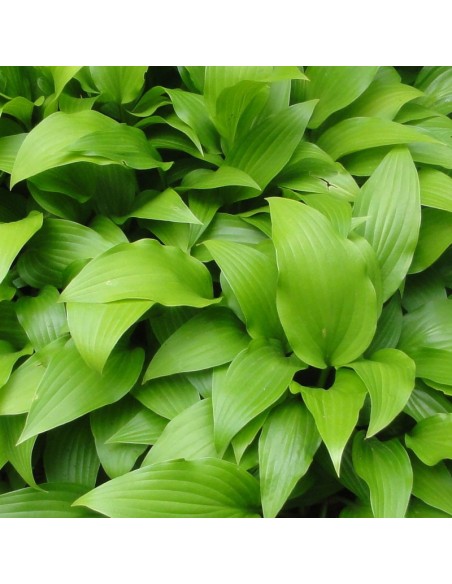 Hosta lancifolia