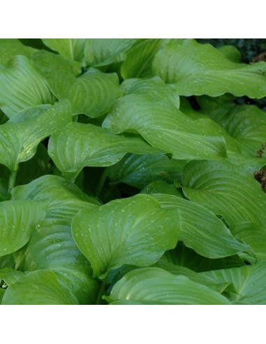 Hosta plantaginea grandiflora