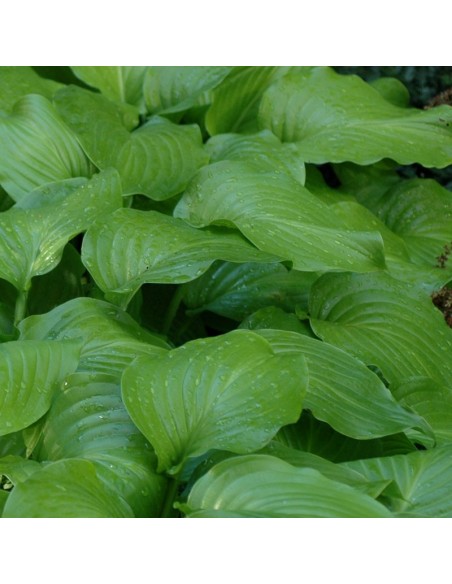 Hosta plantaginea grandiflora