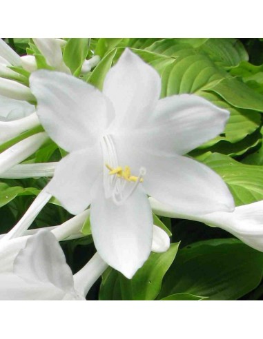 Hosta plantaginea grandiflora