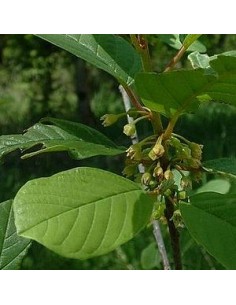Bourdaine - Frangula Alnus 2